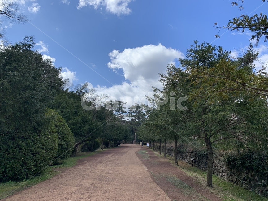 제주도,비자림,하늘,자연,구름,길,나무,tree,식물