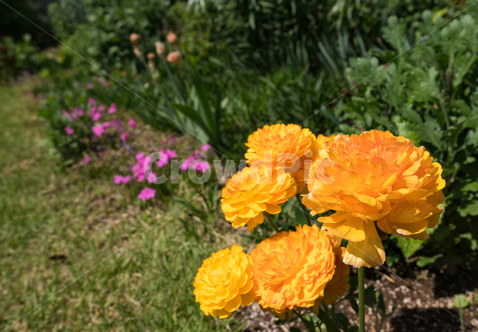 꽃,자연,flower,식물,향기