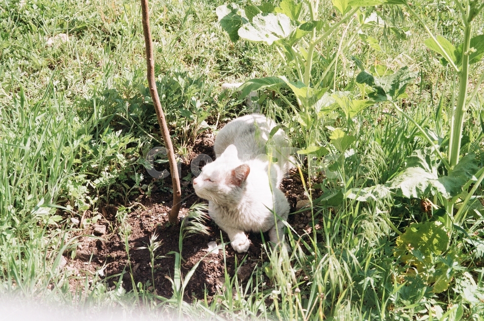 고양이,길고양이,흰고양이,길냥이,하얀고양이,동물,animal,포유류,mammal,고양이,cat,kitten,kitty