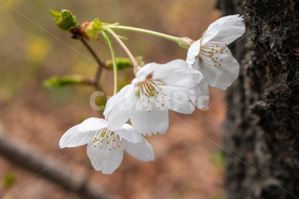 plant,식물,화분,pollen,봄,벚꽃,꽃,cherryblossom,식물,자연,plants,nature,꽃,flower