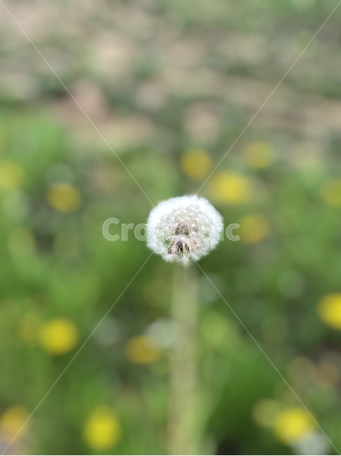 꽃,민들레,자연,풀,민들레홀씨