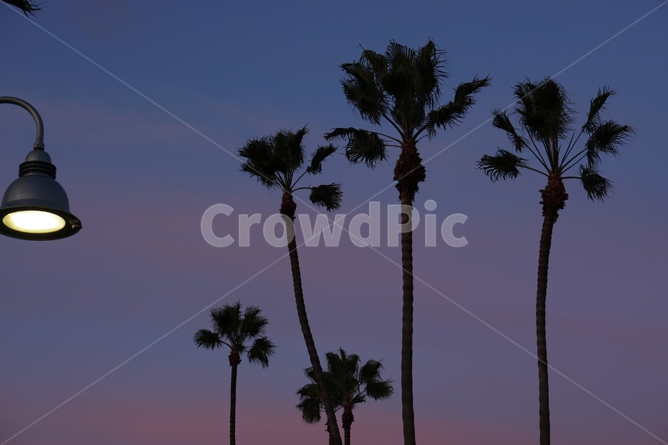 나무,야자수,palmtree,tree,arecaceae,plant,식물,엘에이,미국,바다,해변,노을,캘리포니아,la,california,losangeles,sunset,beach