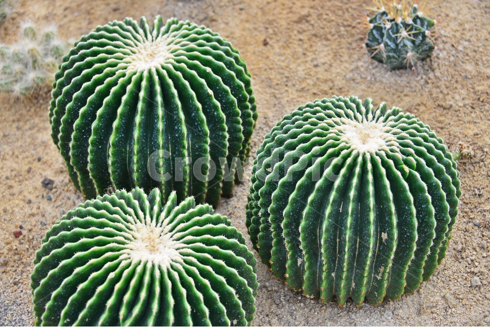 plant,식물,cactus,선인장,다육,다육식물,관상식물,관상다육,다육이,식물,자연,plants,nature