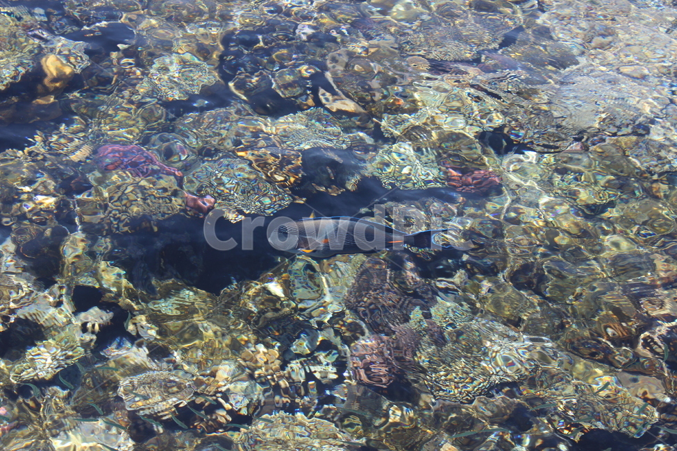 바다속,물고기,홍해,깨끗한바다,배경화면,동물,animal,어류,물고기,fish