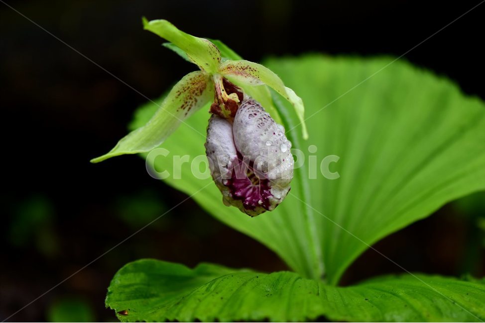 광릉요강꽃,멸종위기,난초과,복주머니란속,야생화,1급,희귀,봄,꽃,plant,wild,flower,자연,생태,식생,풀꽃,식물,식물,자연,plants,nature,꽃,flower