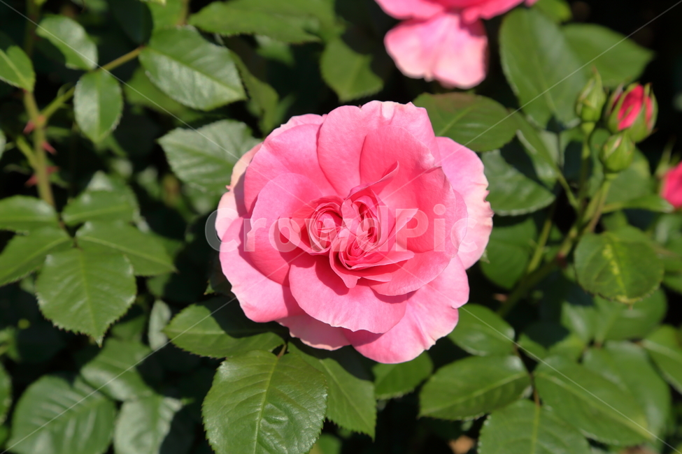 장미,장미꽃,빨간장미,분홍장미,rose,flower,아름다움,5월,6월