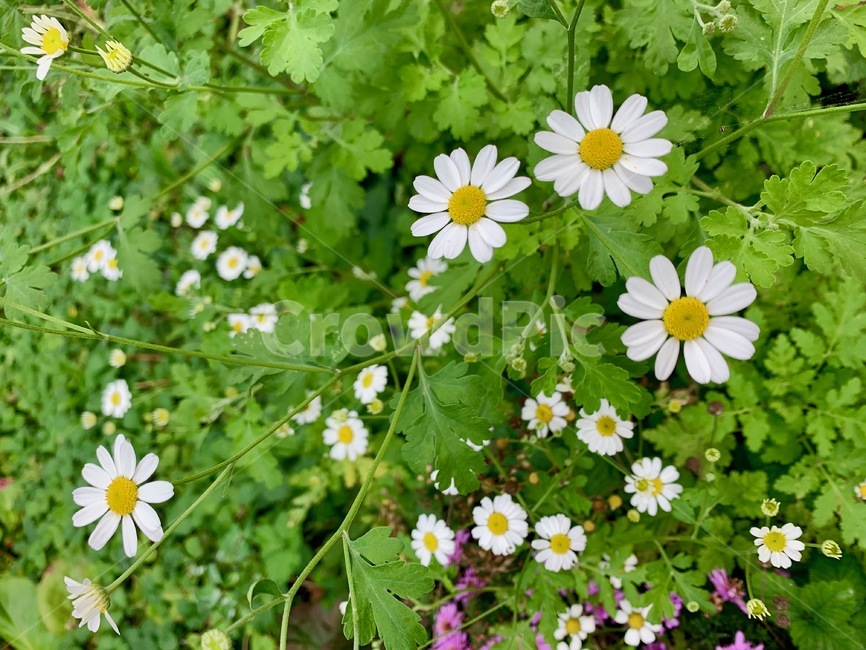 민들레,꽃,식물,초록,잎,하얀꽃,plant,daisy,데이지,daisies,flower,blossom,식물,자연,plants,nature,꽃,flower
