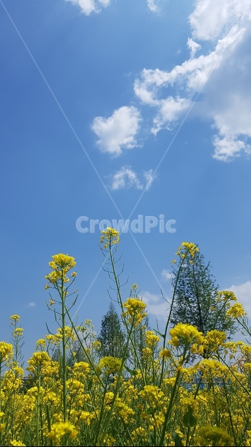 꽃,유채꽃,하늘,노랑,노란색,노란꽃,청량,구름,식물,자연,plants,nature,꽃,flower