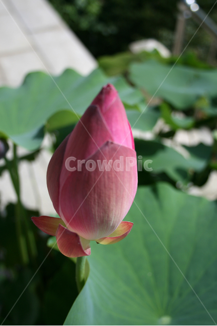연꽃,식물,flower,plants,nature,꽃,봉원사,풍경,연잎,식물,자연,plants,nature,꽃,flower