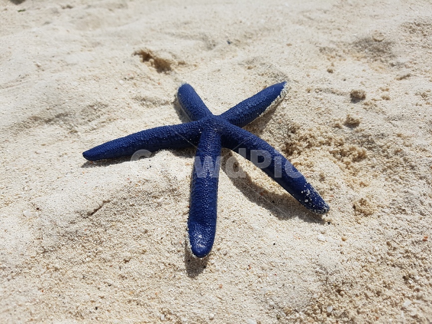 불가사리,해변,모래,블루불가사리,별불가사리,바다,해변,바다,beach,sea