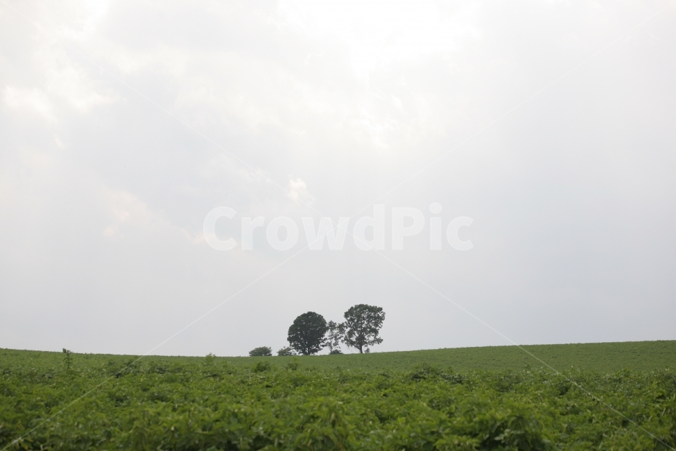 일본여행, 북해도여행, 비에이, 나무, 모자나무, 자연, 여름, 들판, landscape, tree, green, 여행, 해외여행, 해외, 일본, 북해도, 관광,자연,풍경,nature,landscape,outdoors,옥외,field,들,grassland,목초지