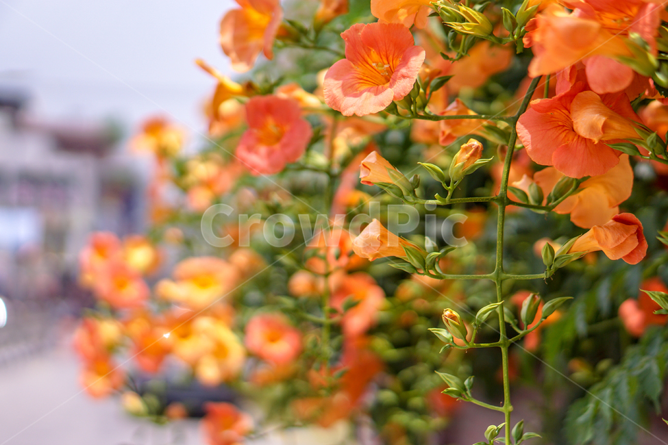 식물,덩쿨,능소화,꽃,담쟁이,plant,blossom,flower,감성사진,감성,5월,제라늄,식물,자연,plants,nature,꽃,flower