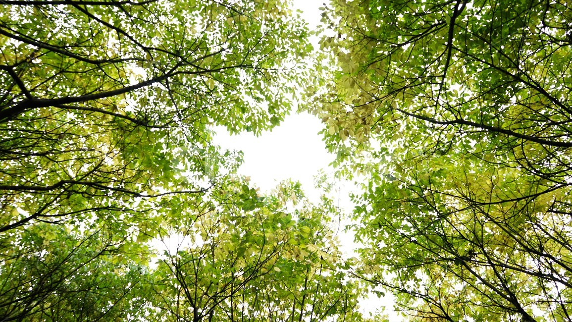 산,나무,숲,자연,녹새,하늘,가을,mountain,trees,forest,healing,relaxation,자연,풍경,nature,landscape,plant,식물,tree,sunlight,햇빛,vegetation,초목