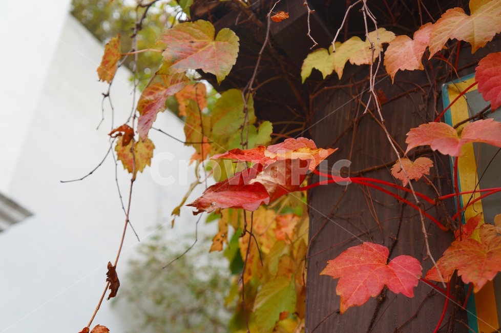 담쟁이,단풍,가을,덩굴식물,담쟁이넝쿨,만추,가을,계절,fall,autumn,season,leaf,잎,plant,식물,tree,나무,maple