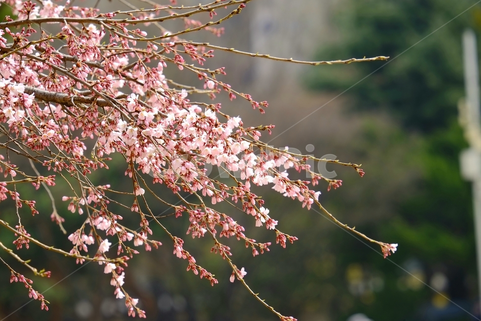벚꽃,봄,봄벚꽃,고궁,고궁벚꽃,봄,계절,spring,season,식물,자연,plants,nature,꽃,flower,plant,blossom
