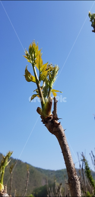 plant,식물,두릅,봄나물,spring