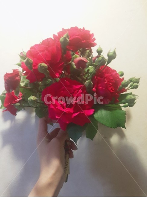 장미꽃다발,장미꽃,손,붉은장미,rose