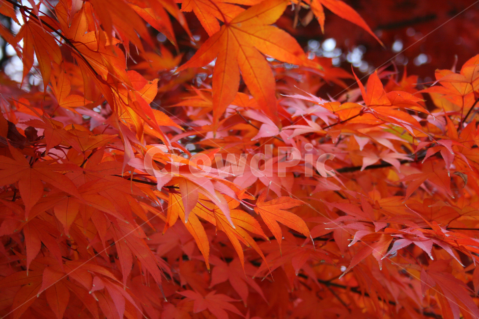 단풍,가을,나무,잎,식물,plants,nature,trees,가을,계절,fall,autumn,season,식물,자연,plants,nature,plant,leaf,tree,maple