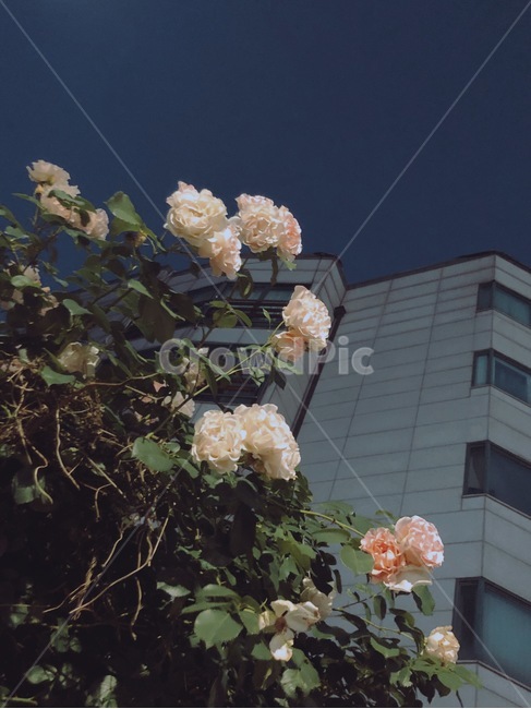 장미,밤,꽃,밤하늘,백장미