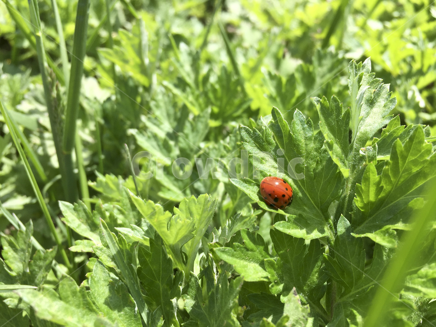 무당벌레,풀,자연,초록,곤충,동물,animal,곤충,벌레,insect,bug