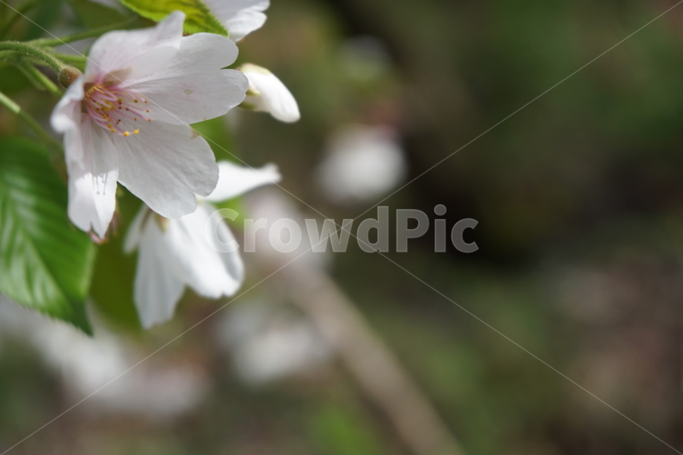 봄,4월,꽃잎,나뭇잎,녹색,흰색,봄,계절,spring,season,식물,자연,plants,nature,꽃,flower,plant,blossom,geranium,제라늄