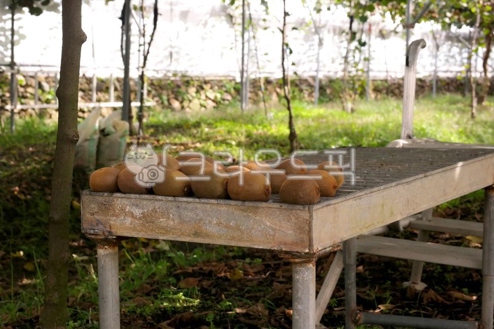 키위,골드키위,과일,제철과일,키위주스,신선,키위농장,나무,농장,열매,kiwi,fruit,gold,green,yellow