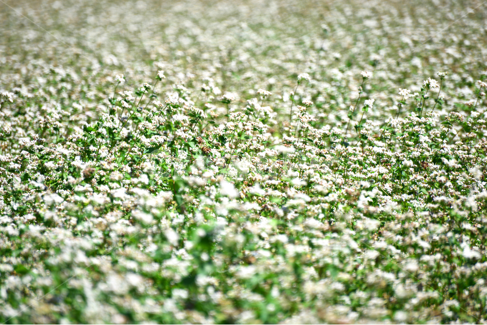 buckwheatflower,메밀꽃,메밀,꽃,flower,식물,자연,plants,nature,꽃,flower