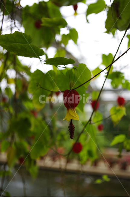 꽃,식물,flower,plant,아브틸론,식물,자연,plants,nature,꽃,flower