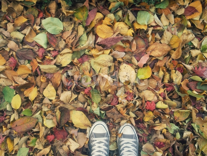 가을,낙엽,신발,fall,leaves,colorful,색색의,감성