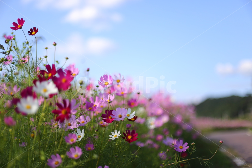 코스모스,가을,꽃,가을꽃,꽃밭,야외,가을풍경,색감,flowers,fall,가을하늘,하늘,구름,가을,계절,fall,autumn,season,식물,자연,plants,nature,꽃,flower,spring,봄,outdoors,옥외,field,들,grassland,목초지