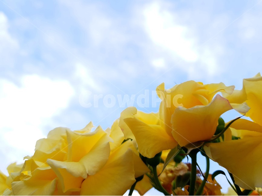 꽃,노란꽃,장미,하늘,정원,풍경,자연,식물,flower,sky,garden,yellowflower,rose,landscape,식물,자연,plants,nature,꽃,flower