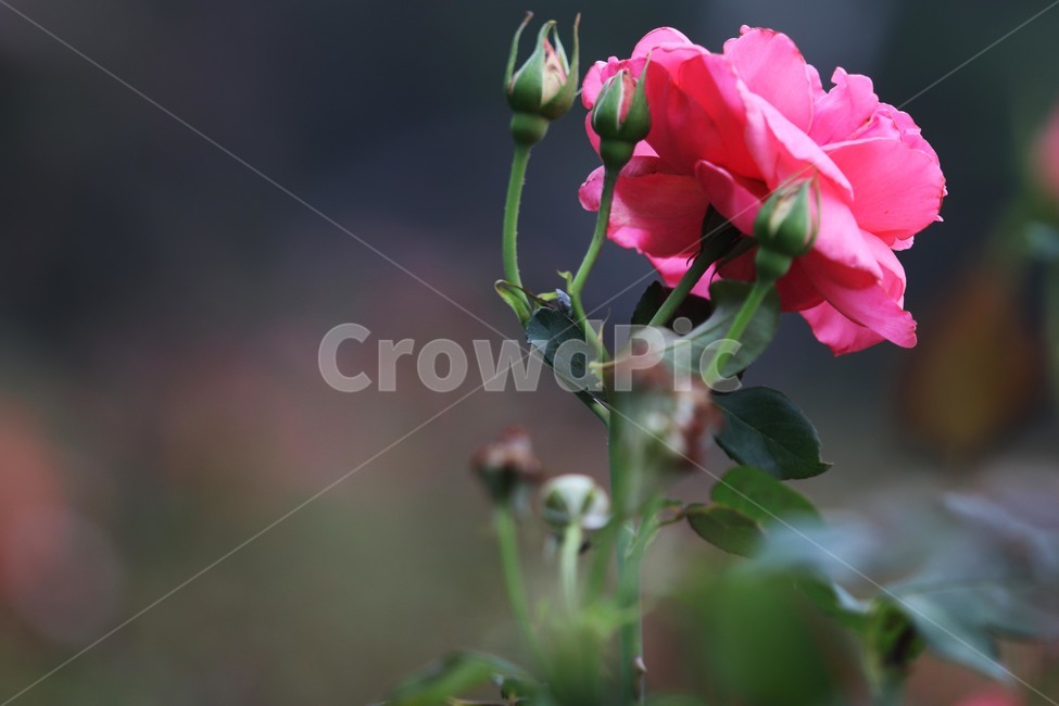rose,식물,장미,꽃,6월