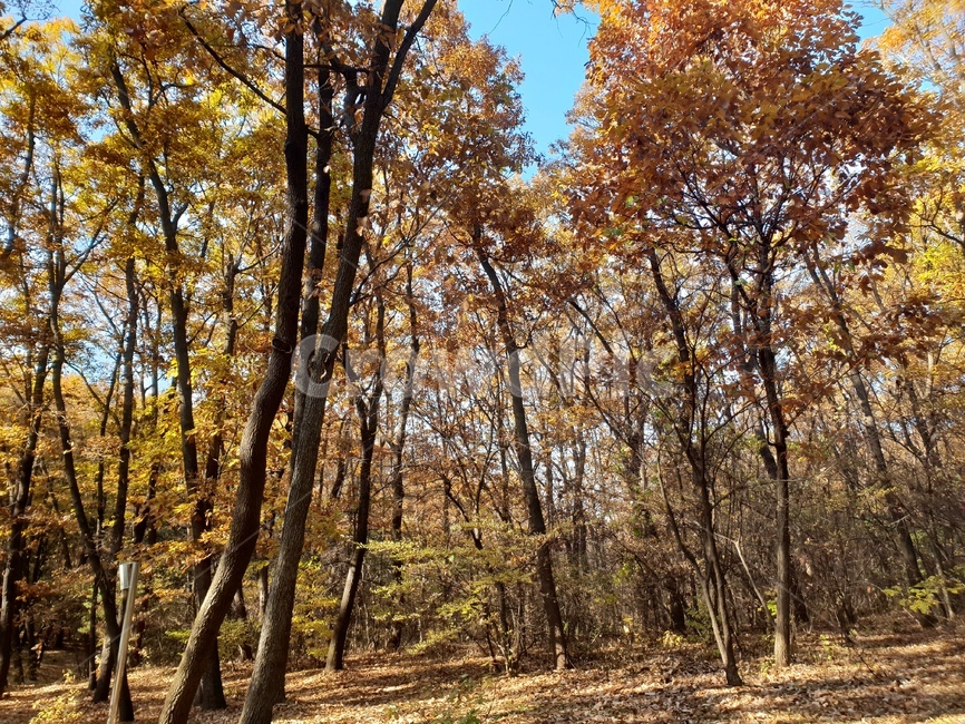가을풍경,단풍,단풍놀이,가을감성,소나무,융릉,건릉,산책로,숲,나무,낙엽,가을,계절,fall,autumn,season,자연,풍경,nature,landscape,식물,plants,나무,trees,wood,forest,outdoors,옥외,tree,plant,woodland,삼림지,land,땅,vegetation,초목,grove,작은 숲