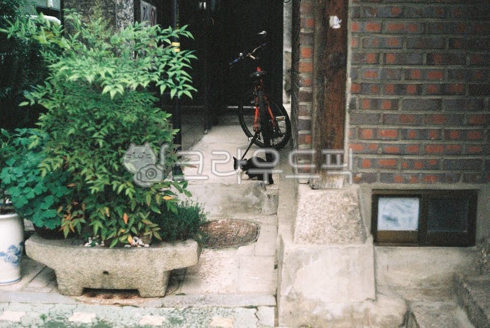 door,bicycle,wheel,house,bike,pot,sewer,manhole,cat,plant,brick,window,floor,close,window frame