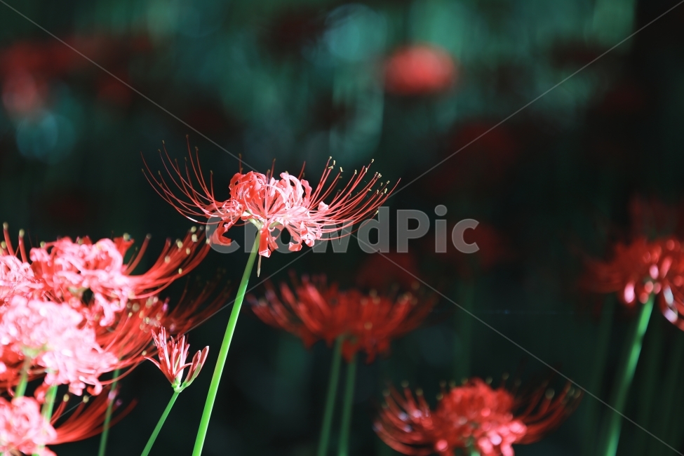상사화,꽃무릇,꽃,붉은꽃,불갑사,flower,식물,자연,plants,nature,꽃,flower