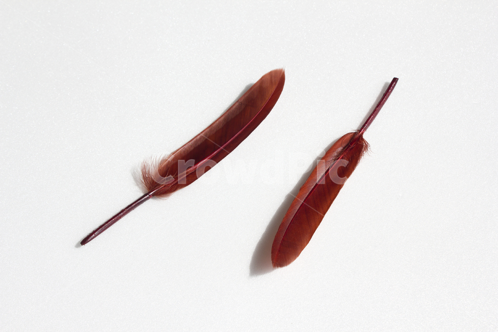 깃털,누끼,클로즈업,붉은색,레드,흰배경,털,새털,붉은,빨강,적색,깃,펜,정물,사물,물건,탑,탑뷰,탑앵글