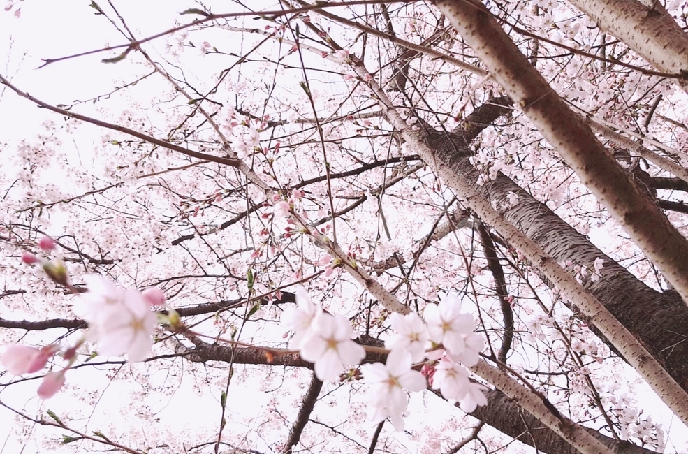 벚꽃,봄,나무,꽃,분홍색,봄,계절,spring,season,plant,식물