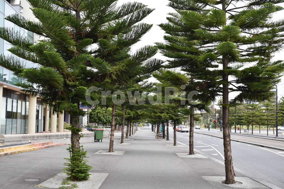 길,나무,배경,해외거리,foreignstreet,tree,background,plant,식물,cityroad