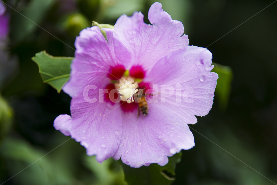 무궁화,무궁화꽃,국화,매크로,roseofsharon,식물,자연,plants,nature,꽃,flower