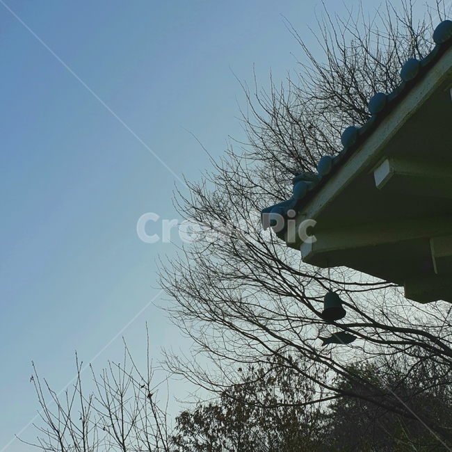 나무,풍경,분위기,감성,봄,여름,가을,겨울