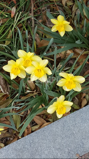 꽃,수선화,봄,풀,노란꽃