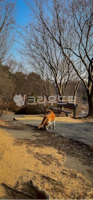stray cat,bench,nature,cat,tree,back,park,walk