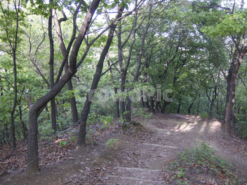 숲,숲속,숲속길,길,나무사이,자연,풍경,nature,landscape,ground,바닥,path,통로,tree,나무,plant,식물