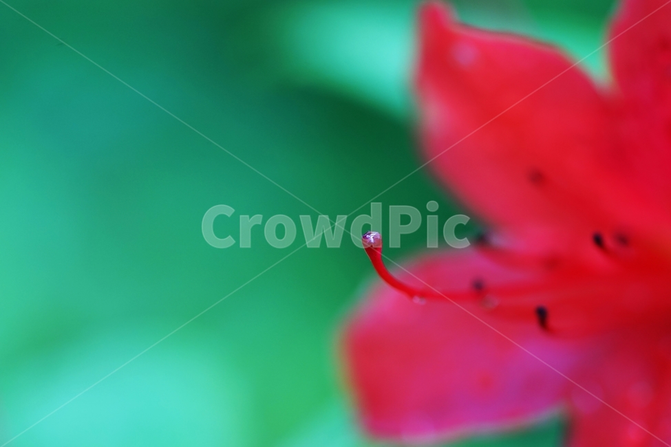 비,연분홍,철죽,봄꽃,빨강꽃,식물,자연,plants,nature,꽃,flower