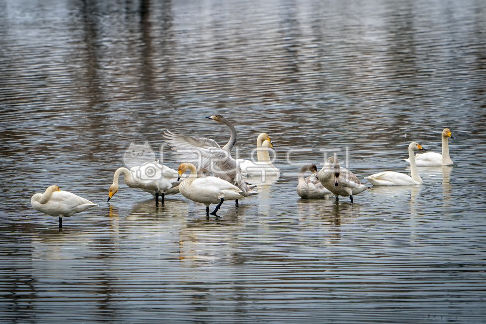 고니,큰고니,백조,겨울철새,식물성먹이