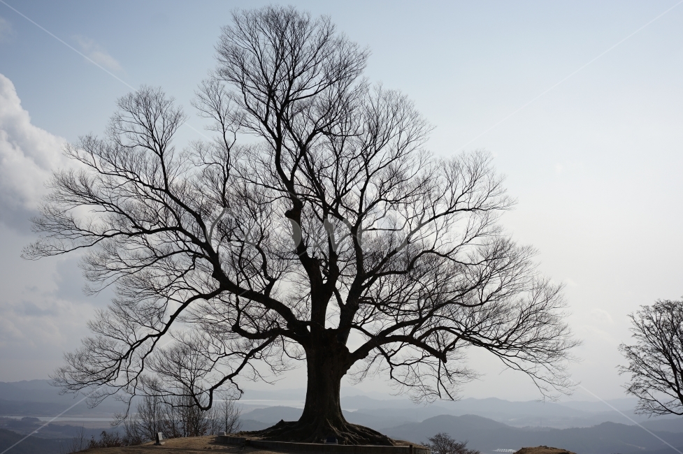 산성,나무,꼭대기나무,나무가지,겨울나무,겨울,계절,winter,season,자연,풍경,nature,landscape,한국자연풍경,한국자연경관,korea nature landscape,식물,plants,나무,trees,wood,plant,tree,tree trunk,나무 줄기