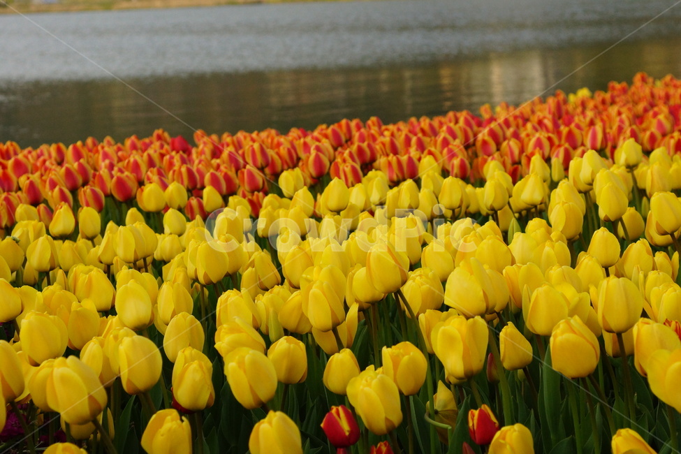 튤립,튜울립,봄꽃,봄,계절,flower,봄,계절,spring,season,식물,자연,plants,nature,꽃,flower,plant,blossom