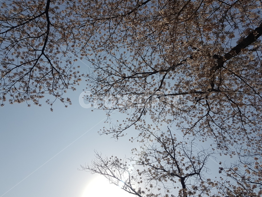 벚꽃,하늘,자연,벚꽃나무,꽃