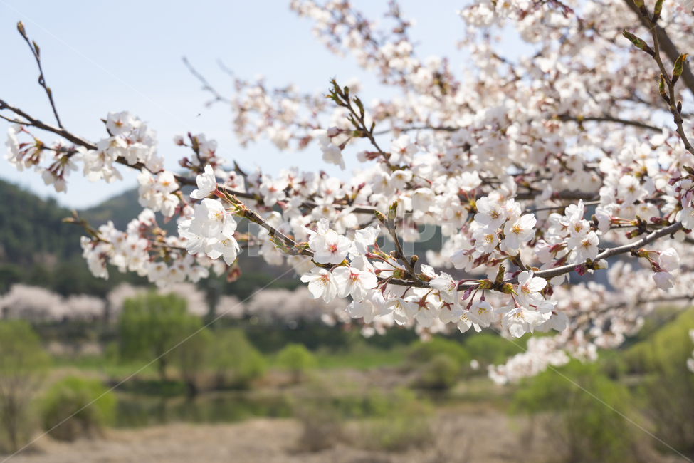 봄,벚꽃,나들이,봄꽃,꽃,감성,자연,풍경,cherryblossom,개화,blossom,flower,식물