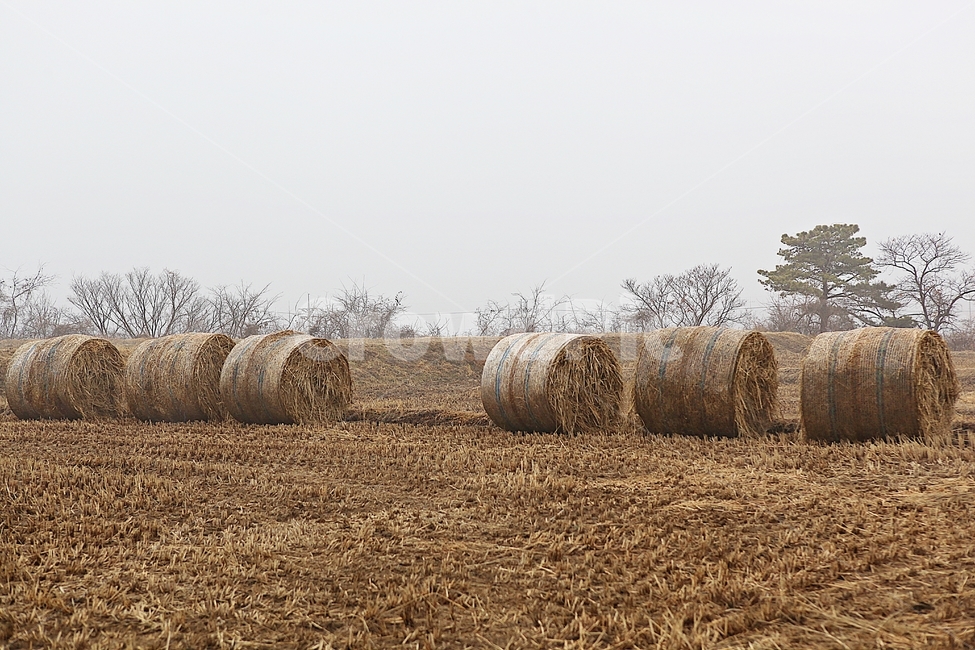 짚,사료,논,볏짚,짚둥치,식물,자연,풍경,겨울,농업,산업,industry,industrial,농업,농사,agriculture,farming,farming industry